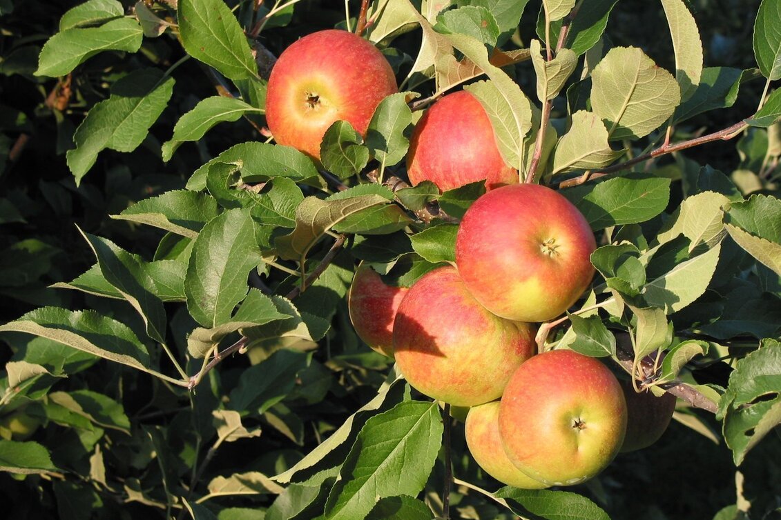 Panorama Trail Apple trail (Apfelwanderweg) - Touren-Impression #1 | © Erlebnisregion Thermen- & Vulkanland