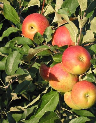 Steirische Äpfel | Josef Lederer | © Erlebnisregion Thermen- & Vulkanland