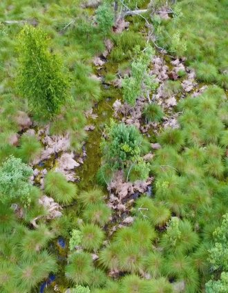 Lichtenwalder Moor | Infobüro Bad Waltersdorf | © Thermen- & Vulkanland