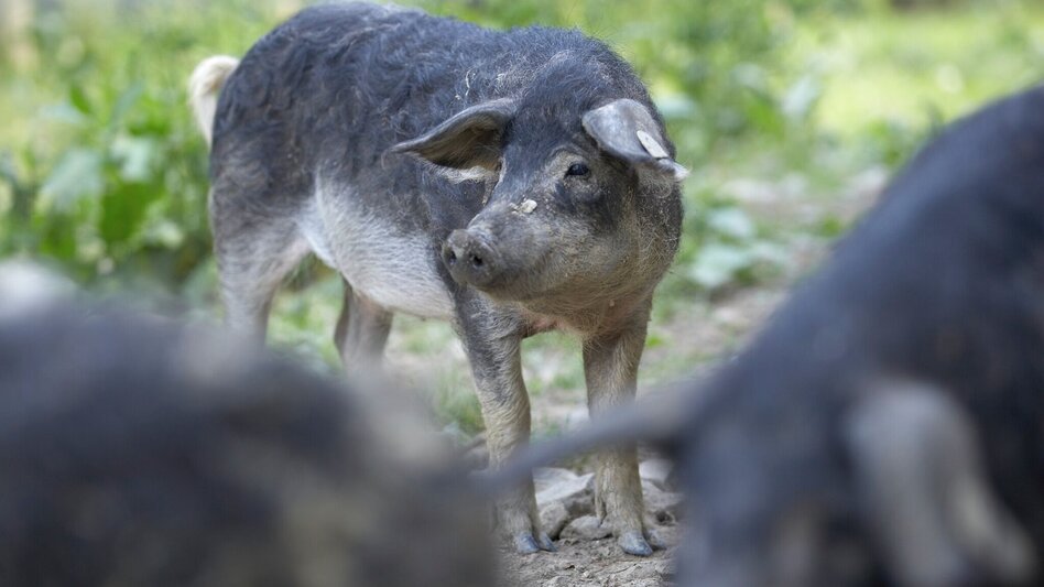Hiking route Culinary trail (Kulinarikweg) - Touren-Impression #2.2 | © Erlebnisregion Thermen- & Vulkanland