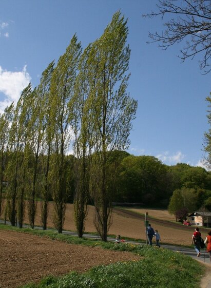 Wandern | © TV Thermen- & Vulkanland | Marktgemeinde Straden | © TV Thermen- & Vulkanland