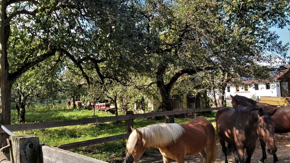 Radfahren GenussCard-Tour, Naturpark Pöllauer Tal - ApfelLand-Stubenbergsee - Touren-Impression #2.6 | © Oststeiermark Tourismus