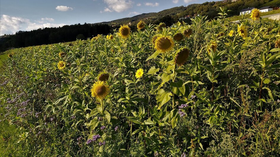 Radfahren GenussCard-Tour, Naturpark Pöllauer Tal - ApfelLand-Stubenbergsee - Touren-Impression #2.12 | © Oststeiermark Tourismus
