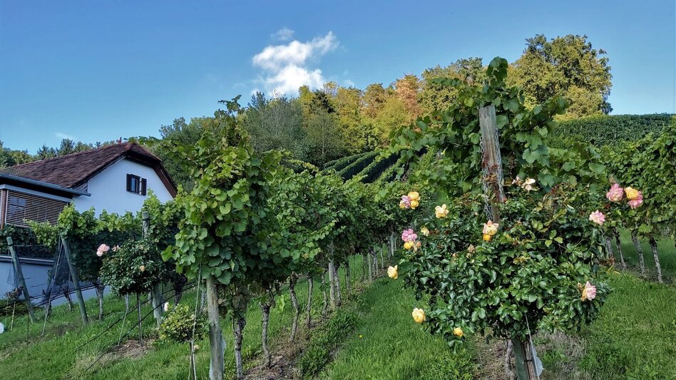 Radfahren GenussCard-Tour, Naturpark Pöllauer Tal - ApfelLand-Stubenbergsee - Touren-Impression #2.13 | © Oststeiermark Tourismus