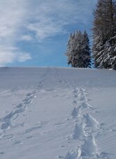 Schneeschuh-Runde am Brandkogel_Schneespuren | © Region Graz | TV Lipizzanerheimat/EU | © Region Graz