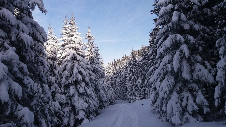 Snowshoe walking Schnee(lle) Stubalm-Runde - Touren-Impression #2.2 | © Region Graz