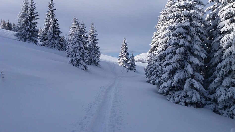 Snowshoe walking Schnee(lle) Stubalm-Runde - Touren-Impression #2.3 | © Region Graz