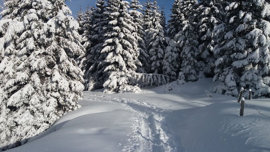 Snowshoe walking Schnee(lle) Stubalm-Runde - Touren-Impression #2.6 | © Region Graz