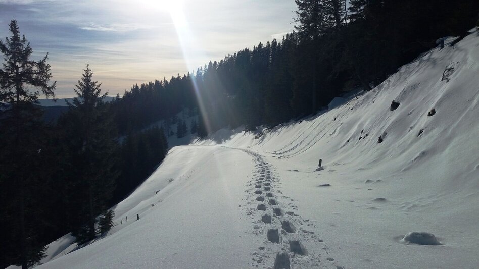 Snowshoe walking Unberührte Gaberl-Runde - Touren-Impression #2.3 | © Region Graz