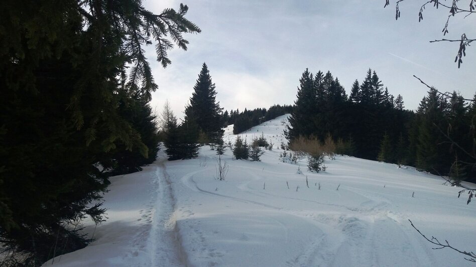 Snowshoe walking Unberührte Gaberl-Runde - Touren-Impression #2.6 | © Region Graz
