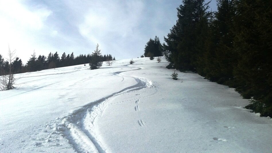 Snowshoe walking Unberührte Gaberl-Runde - Touren-Impression #2.7 | © Region Graz
