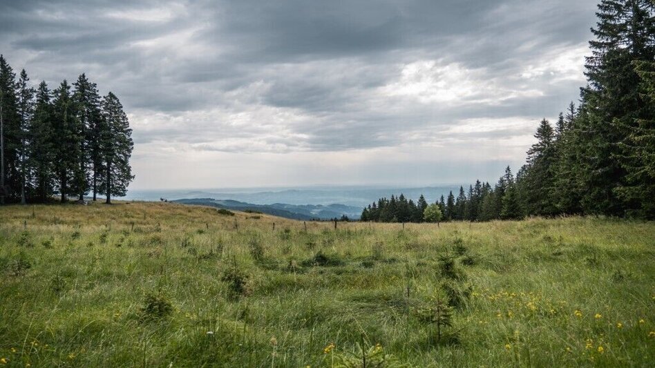 Hiking route Glashütten Rundweg – Tour 38 lt. WK „Von der Alm zum Wein“ - Touren-Impression #2.2 | © TV Südsteiermark/Silvan
