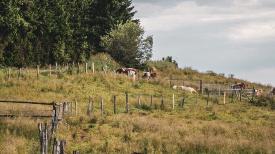 Hiking route Glashütten Rundweg – Tour 38 lt. WK „Von der Alm zum Wein“ - Touren-Impression #2.4 | © TV Südsteiermark/Silvan