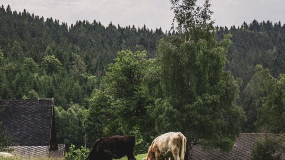 Hiking route Glashütten Rundweg – Tour 38 lt. WK „Von der Alm zum Wein“ - Touren-Impression #2.5 | © TV Südsteiermark/Silvan