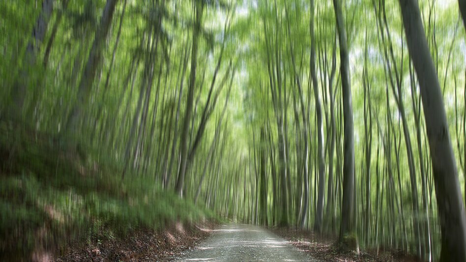 Nordic Walking Kleine Peggauer Rundwanderung - Touren-Impression #2.11 | © Region Graz