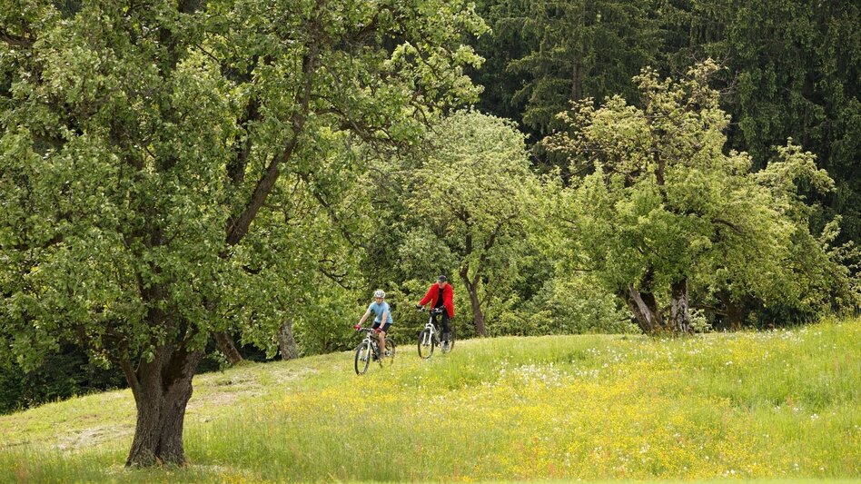 Bike Riding FB1 Riesentour Thermen- & Vulkanland Steiermark - Touren-Impression #2.4 | © Thermen- & Vulkanland