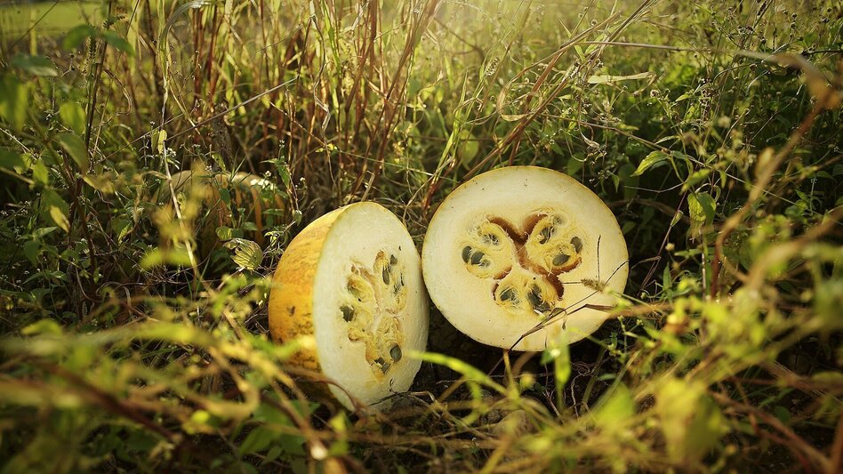 Bike Riding FB2 Kernel oil tour thermal & volcanic land Styria (FB2 Kernöltour Thermen- & Vulkanland Steiermark) - Touren-Impression #2.2 | ©  Thermen- & Vulkanland