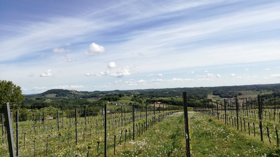 Radfahren FB5 Weintour  Thermen- & Vulkanland Steiermark - Touren-Impression #2.3 | © Thermen- & Vulkanland