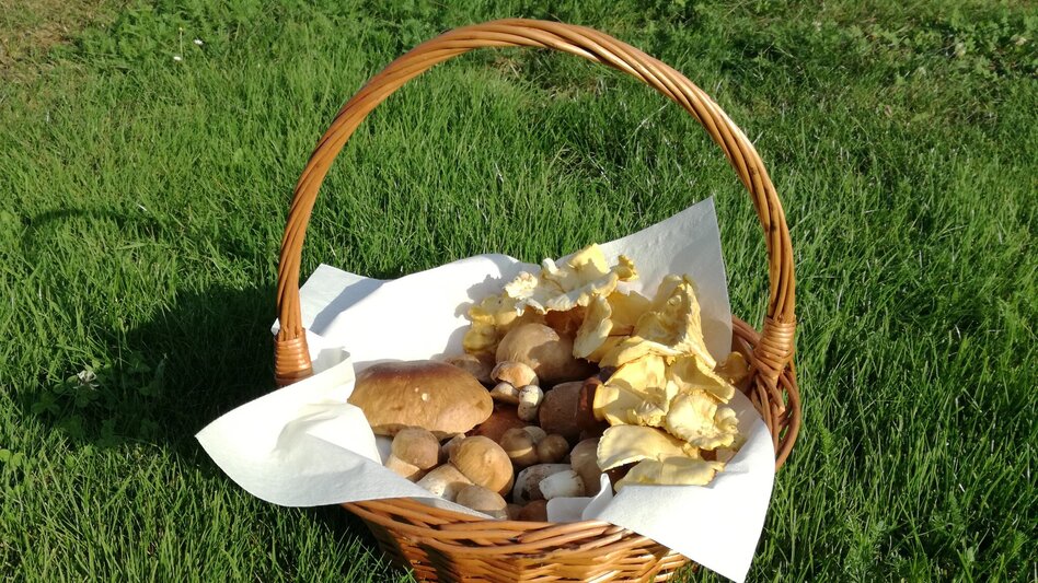 Radfahren FB9 Schwammerltour Thermen- & Vulkanland Steiermark - Touren-Impression #2.1 | © Thermen- & Vulkanland