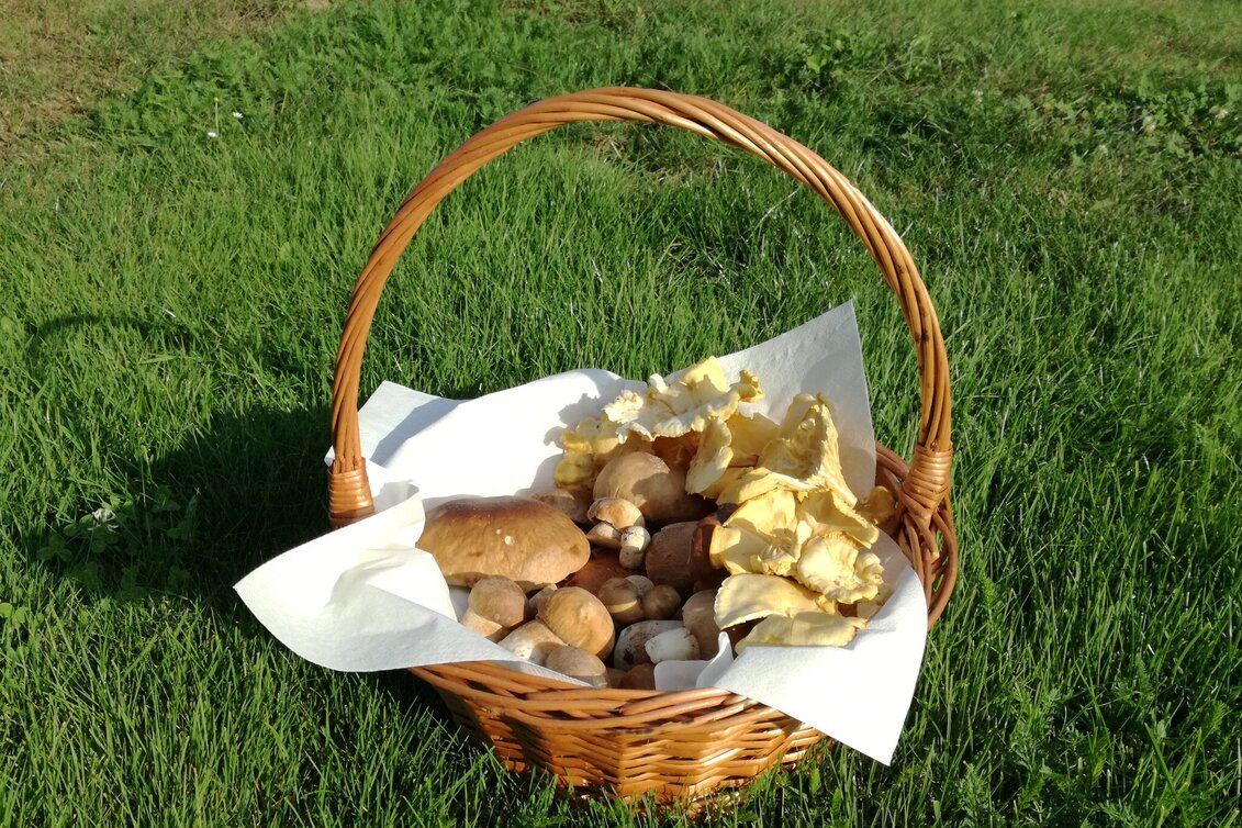 Radfahren FB9 Schwammerltour Thermen- & Vulkanland Steiermark - Touren-Impression #1 | © Thermen- & Vulkanland