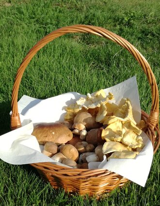 Schwammerl und Pilze | Daniela Neubauer | © Thermen- & Vulkanland