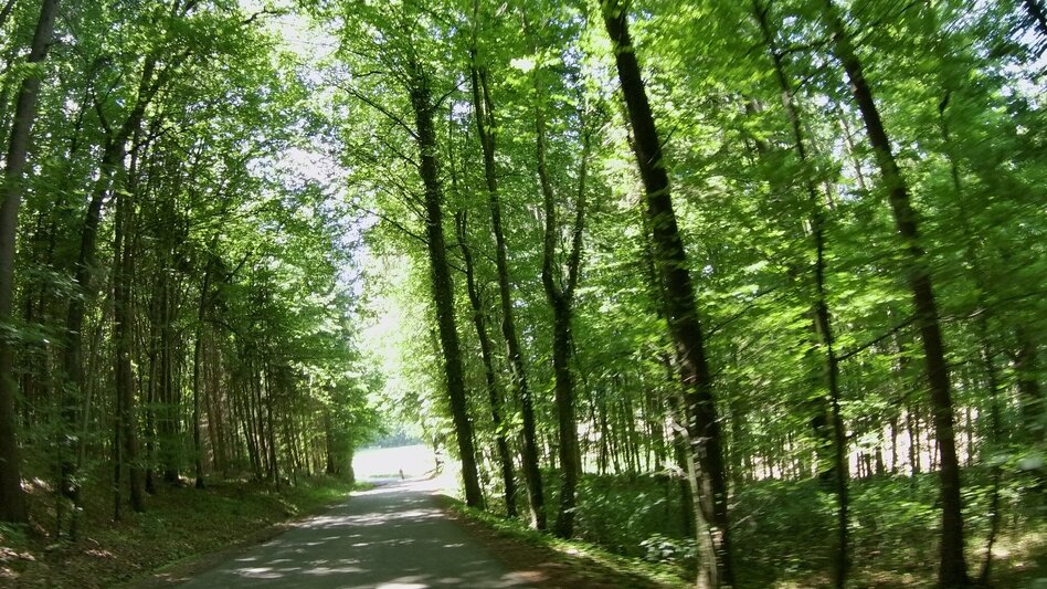 Radfahren FB12 Kastanientour Thermen- & Vulkanland Steiermark - Touren-Impression #2.5 | © Thermen- & Vulkanland