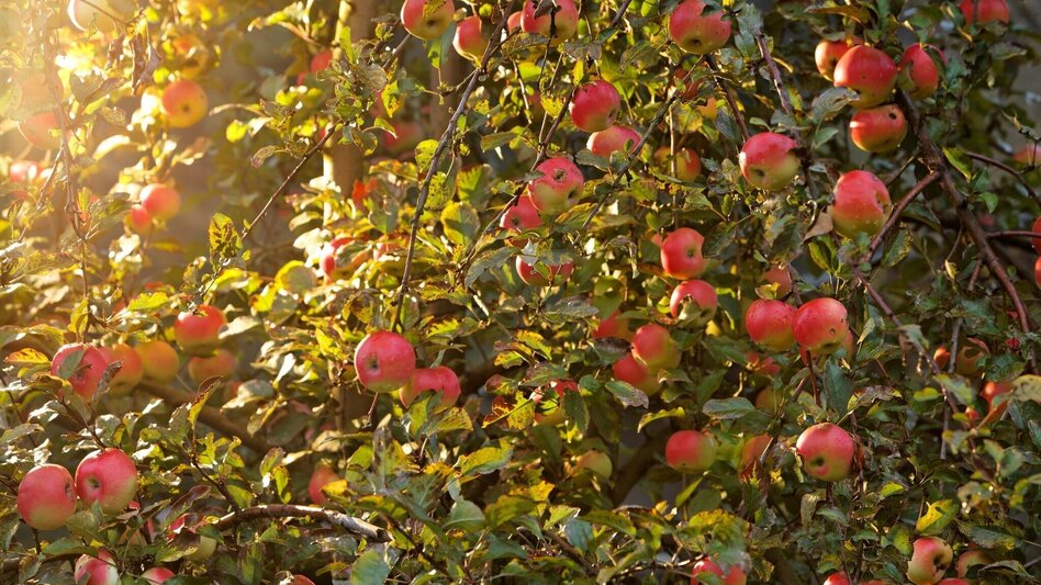 Radfahren FB7 Obstgartentour Thermen- & Vulkanland Steiermark - Touren-Impression #2.1 | © Thermen- & Vulkanland