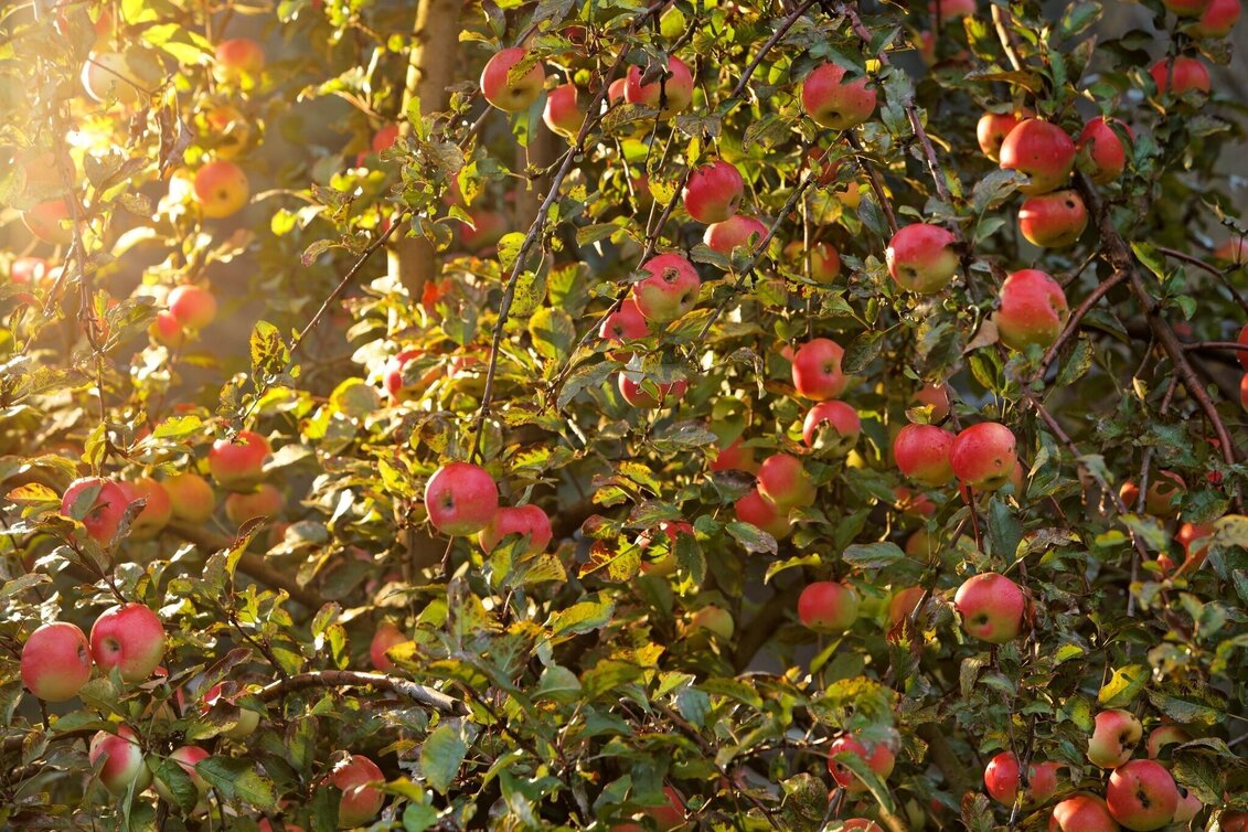 Radfahren FB7 Obstgartentour Thermen- & Vulkanland Steiermark - Touren-Impression #1 | © Thermen- & Vulkanland