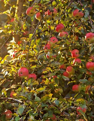 Streuobstbäume mit saftigen Äpfeln säumen die Tour | Bernhard Bergmann | © Thermen- & Vulkanland