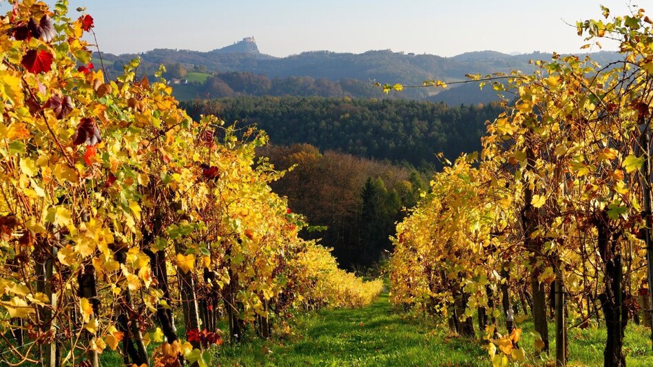 Radfahren FB7 Obstgartentour Thermen- & Vulkanland Steiermark - Touren-Impression #2.2 | © Thermen- & Vulkanland