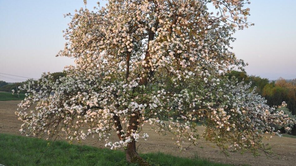 Radfahren FB7 Obstgartentour Thermen- & Vulkanland Steiermark - Touren-Impression #2.6 | © Thermen- & Vulkanland