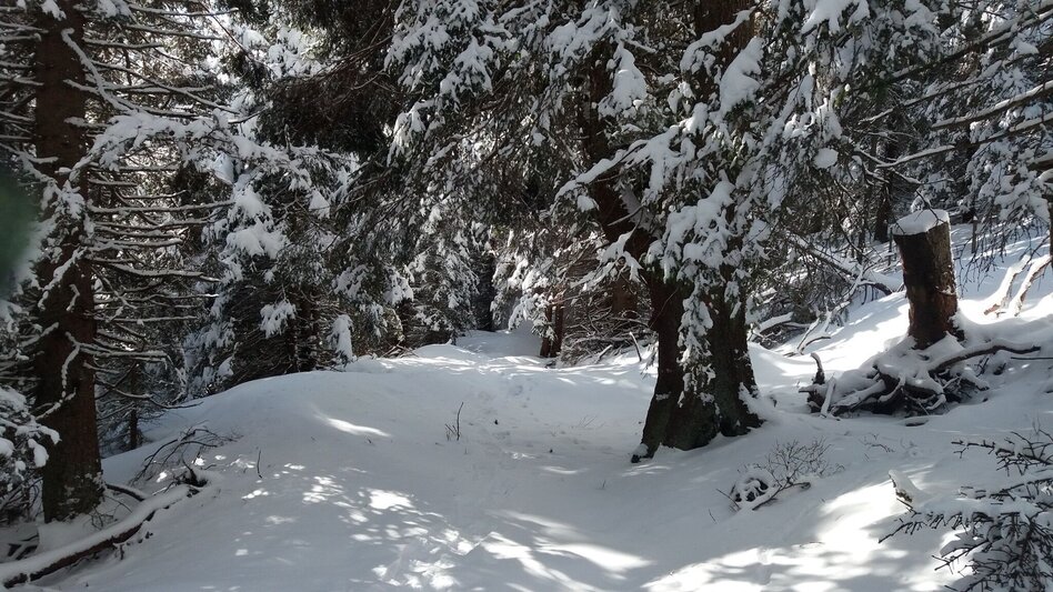 Schneeschuh Ochsenrunde - Touren-Impression #2.4 | © Region Graz