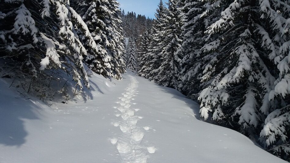 Schneeschuh Ochsenrunde - Touren-Impression #2.6 | © Region Graz