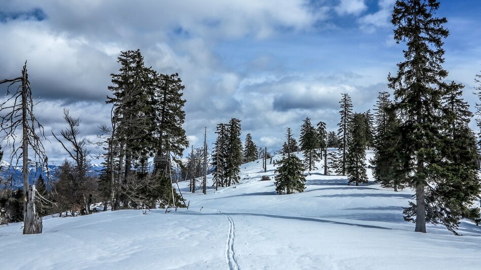 Ski Touring Buchberg über die Goss - Touren-Impression #2.3 | © TV Gesäuse