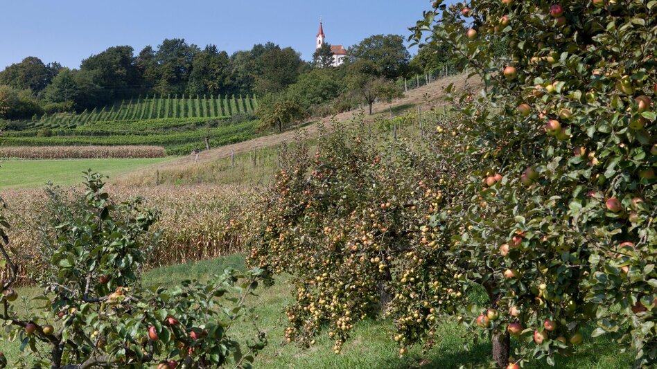 Bike Riding FB11 3-Churches Tour (FB11 3-Kircherl-Tour) - Touren-Impression #2.4 | © Thermen- & Vulkanland