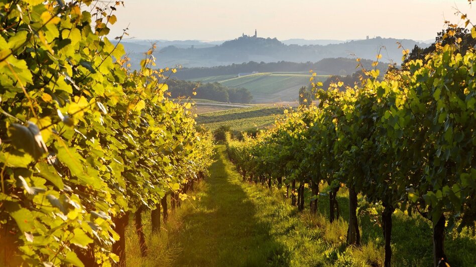 Bike Riding Cycling star tour day 4 of 5 - wine country tour (Radsternfahrt Tag 4 von 5 - Weinlandtour) - Touren-Impression #2.2 | © Erlebnisregion Thermen- & Vulkanland