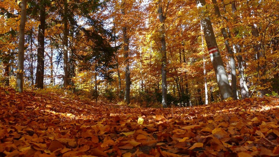 Hiking route Linden forest trail (Lindenwald-Weg) - Touren-Impression #2.3 | © Bad Waltersdorf