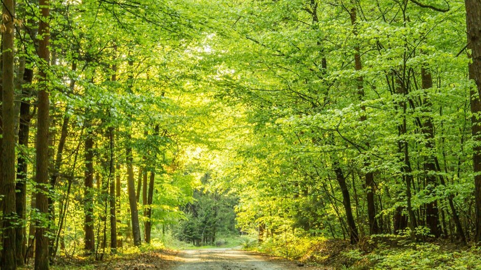 Hiking route Linden forest trail (Lindenwald-Weg) - Touren-Impression #2.1 | © Bad Waltersdorf