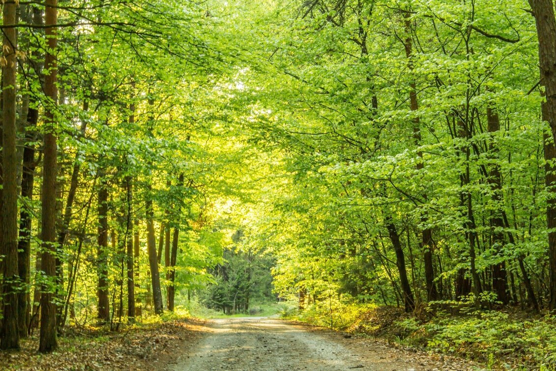 Hiking route Linden forest trail (Lindenwald-Weg) - Touren-Impression #1 | © Bad Waltersdorf