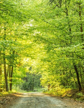 Idyllischer Wald in Bad Waltersdorf | Ingrid Jansky | © Bad Waltersdorf