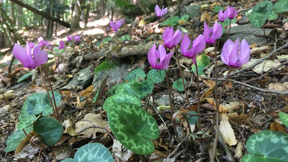 Hiking route Linden forest trail (Lindenwald-Weg) - Touren-Impression #2.4 | © Erlebnisregion Thermen- & Vulkanland