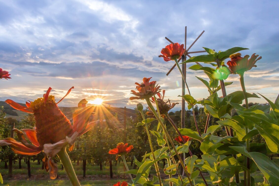 Hiking route Buchenberg trail (Buchenberg-Weg) - Touren-Impression #1 | © Bad Waltersdorf
