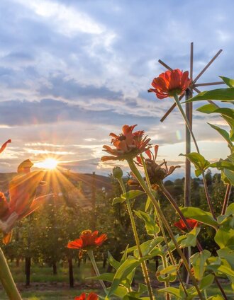 Naturvielfalt in Bad Waltersdorf | Ingrid Jansky | © Bad Waltersdorf