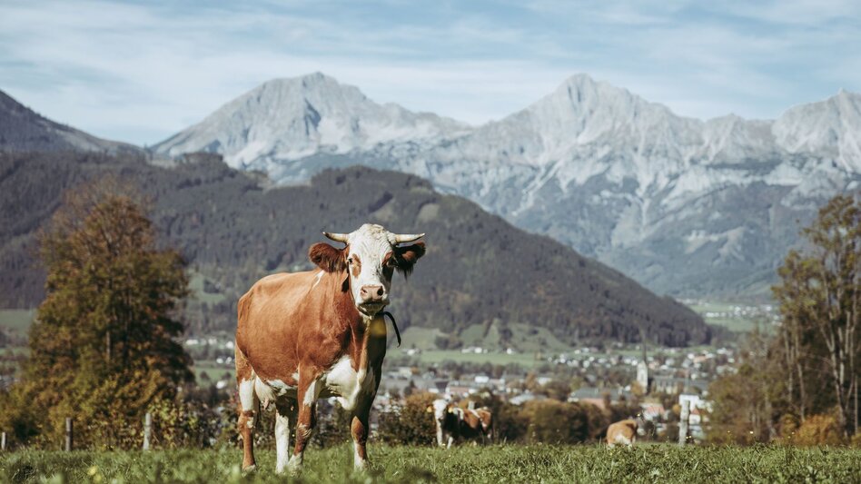Wanderung Etappe 04 Luchs Trail Admont - Klinkehütte - Touren-Impression #2.9 | © TV Gesäuse