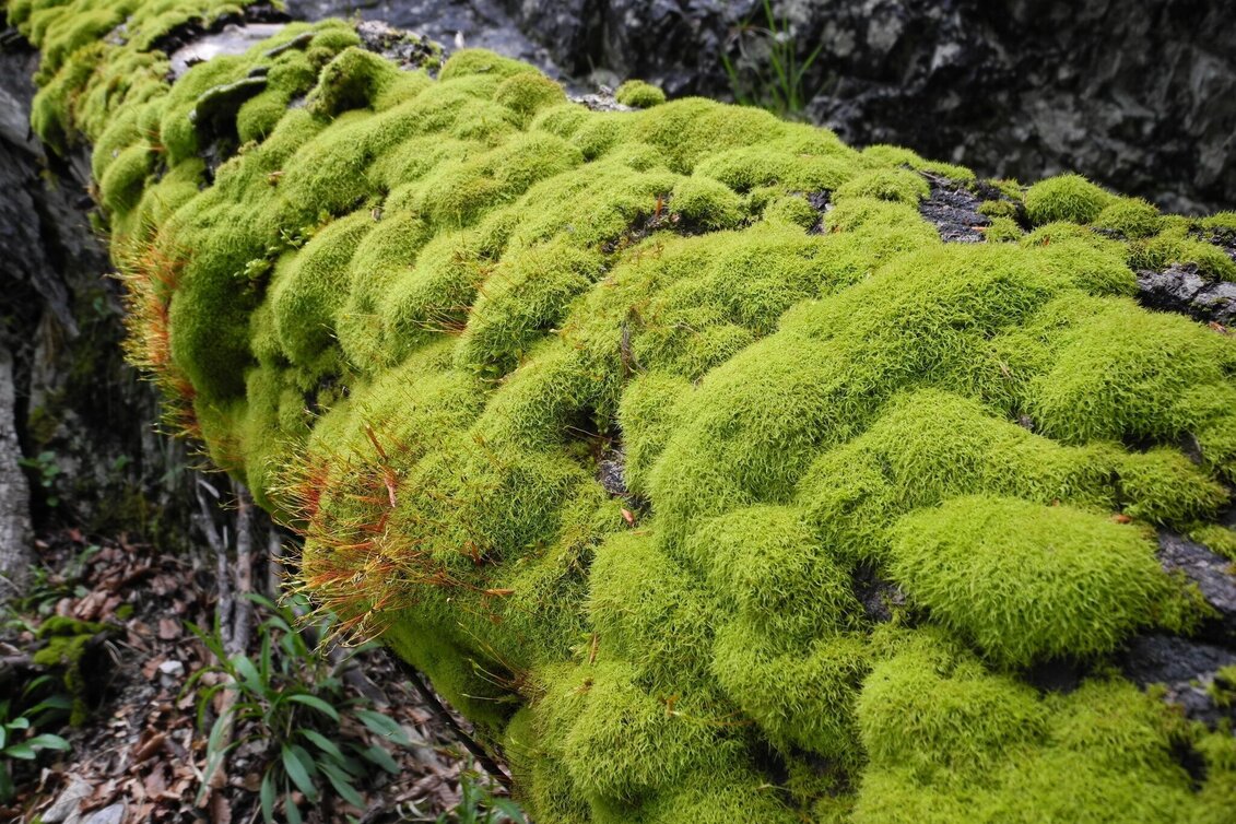 Hiking route Lynx Trail - Stage  09 Palfau-Lassing, main route - Touren-Impression #1 | © TV Gesäuse