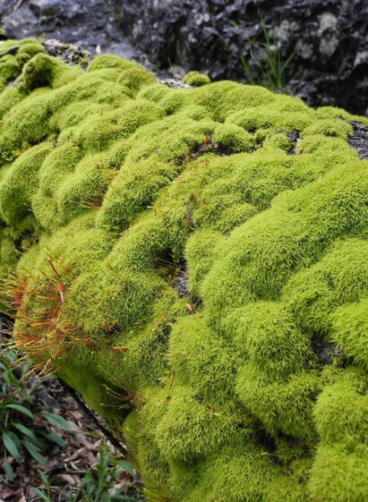 Etappe_09_Bemoostes Totholz_M. Laussamayr | © TV Gesäuse | Tourismusverband Gesäuse | © TV Gesäuse