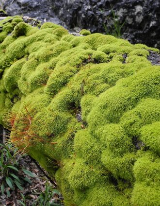 Etappe_09_Bemoostes Totholz_M. Laussamayr | Tourismusverband Gesäuse | © TV Gesäuse