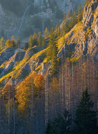 Etappe_10_(c)Wildnisgebiet Duerrenstein Oesterreich _ H Glader | © TV Gesäuse | Tourismusverband Gesäuse | © TV Gesäuse