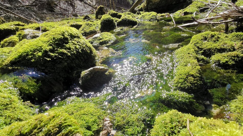 Hiking route Erlaufursprung - Touren-Impression #2.5 | © TV Hochsteiermark
