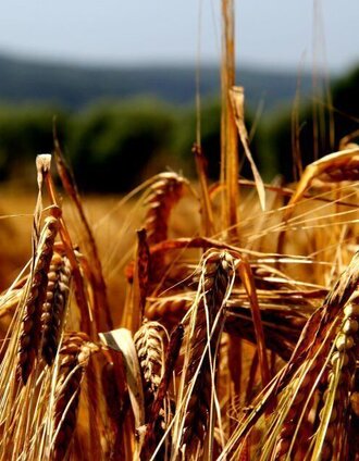 Feld in der 2-Thermenregion | Riedenbauer | © Erlebnisregion Thermen- & Vulkanland